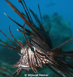 Lionfish in Nha Trang by Wijnand Plekker 